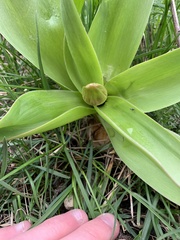 Tulipa gesneriana