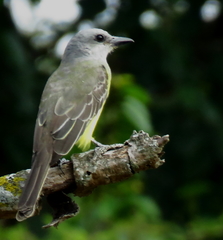 Tyrannus melancholicus