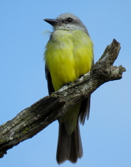 Tyrannus melancholicus