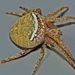 Whitebanded Orbweb Spider - Photo (c) steve_kerr, some rights reserved (CC BY), uploaded by Steve Kerr