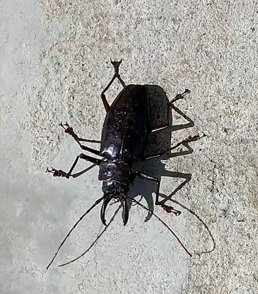 Stenodontes damicornis