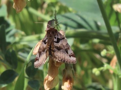 Euclidia ardita