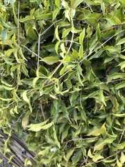 Myricaceae