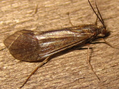 Limnephiloidea