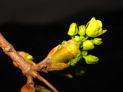 Acer pictum mono