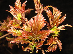 Acer pictum mono
