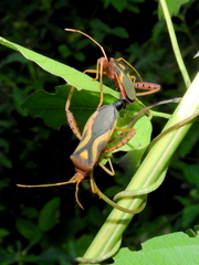 Crinocerus sanctus