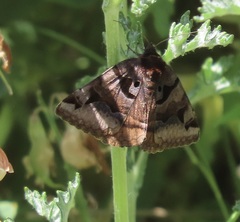 Euclidia ardita