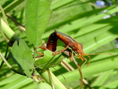 Crinocerus sanctus