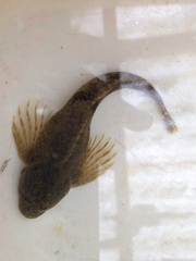 Cottus aleuticus