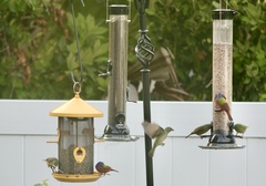 Passerina ciris ciris