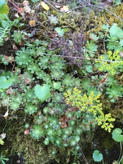 Sedum spathulifolium