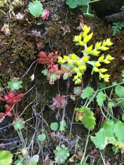 Sedum spathulifolium