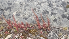 Petrosedum ochroleucum