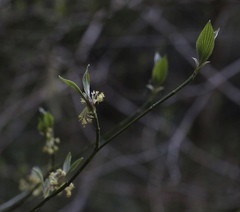 Cornus sessilis
