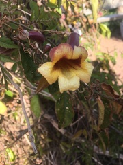 Bignonia
