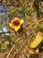 Bignonia