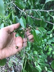 Pyrus betulifolia