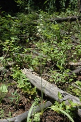 Melanthieae