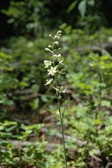 Melanthieae