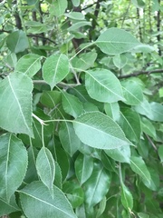 Pyrus betulifolia