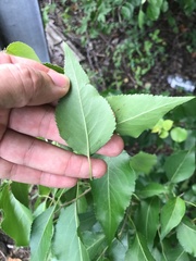 Pyrus betulifolia