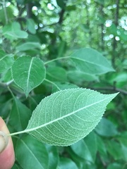Pyrus betulifolia