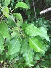 Pyrus betulifolia