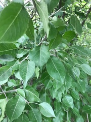 Pyrus betulifolia