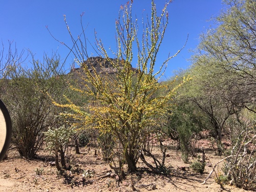 Adam's tree