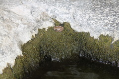 Pseudacris hypochondriaca curta