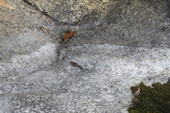 Pseudacris hypochondriaca curta