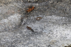 Pseudacris hypochondriaca curta