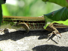 Kentropyx striata