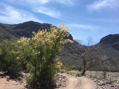 Vachellia brandegeana