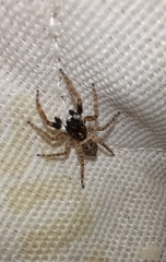 Menemerus semilimbatus