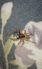 Menemerus semilimbatus