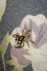 Menemerus semilimbatus