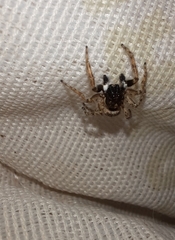 Menemerus semilimbatus