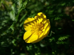 Ranunculus bupleuroides