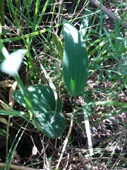 Ranunculus bupleuroides