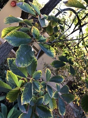 Handroanthus ochraceus
