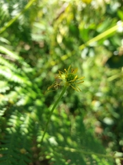 Ranunculus bupleuroides