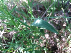 Ranunculus bupleuroides