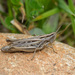 Stridulating Slantface Grasshoppers - Photo (c) Radd Icenoggle, some rights reserved (CC BY-NC), uploaded by Radd Icenoggle