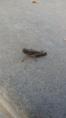 Melanoplus differentialis