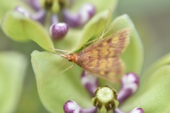 Pyrausta acrionalis