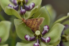 Pyrausta acrionalis