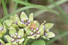 Pyrausta acrionalis