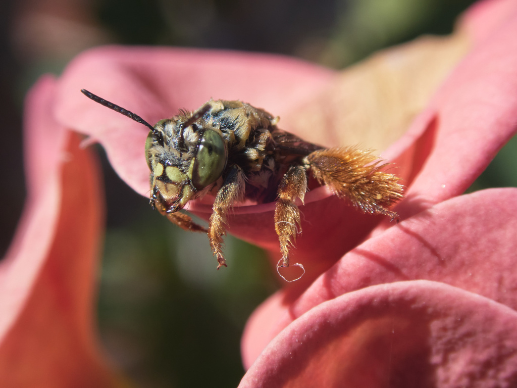 Centris trigonoides